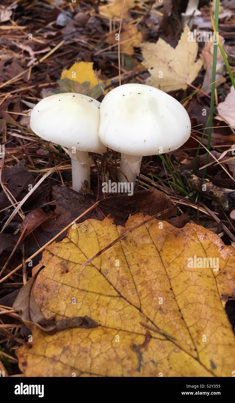 Wild mushrooms in Massachusetts Stock Photo Alamy