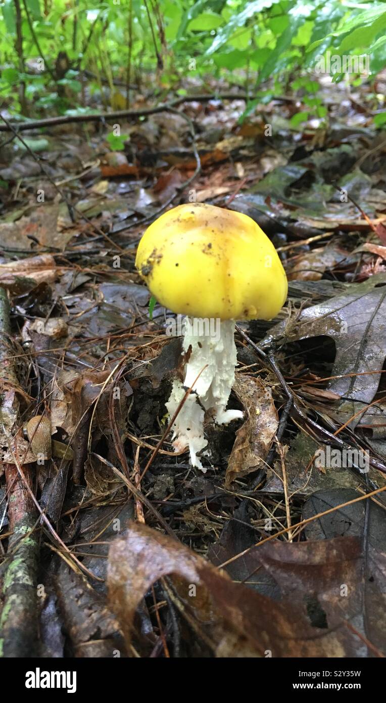 Wild mushrooms in Massachusetts Stock Photo Alamy