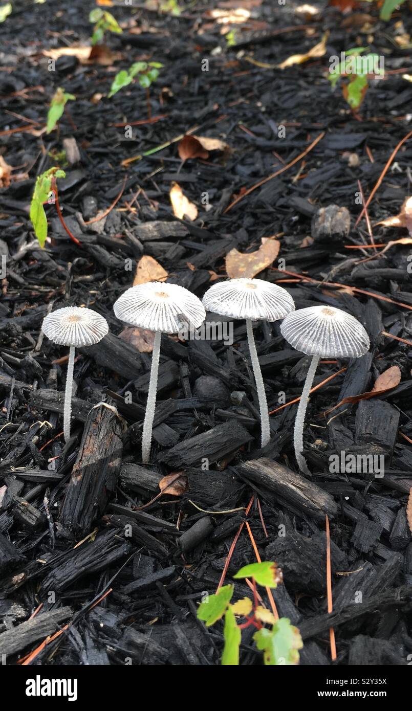 Wild mushrooms in Massachusetts Stock Photo Alamy