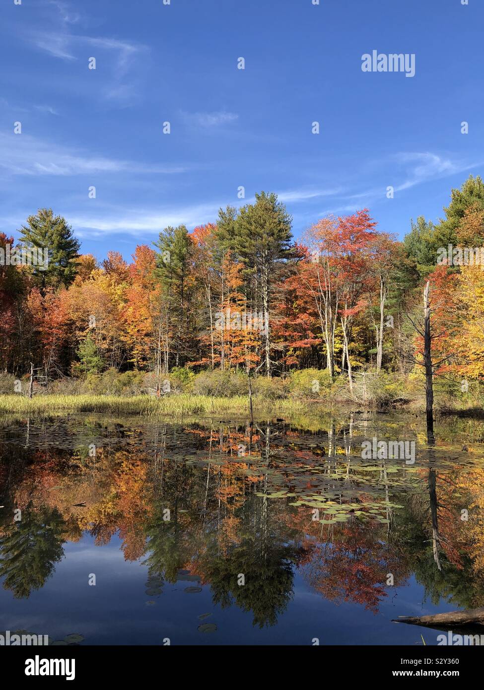 Colorful autumn trees reflecting in the water - Smartphone Captured Stock Image