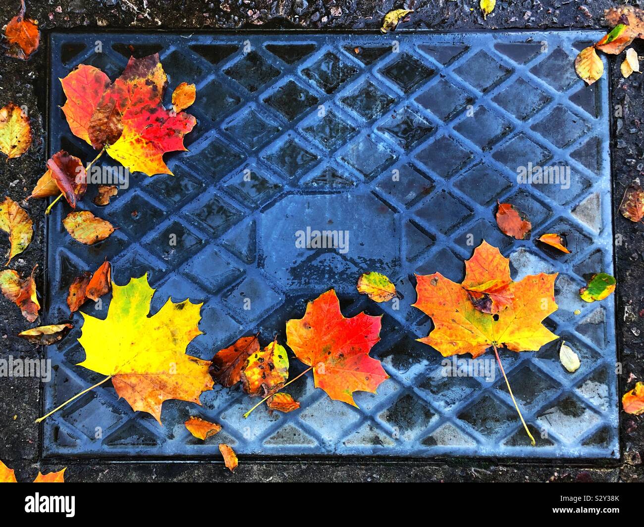 Autumn leaves on a drain inspection cover Stock Photo