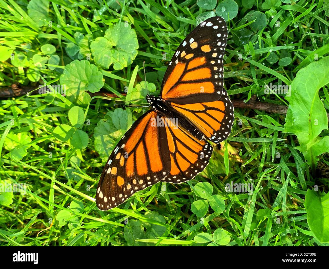 Beautiful orange and black monarch butterfly, milkweed, common tiger, wanderer, and black veined brown, Danaus plexippus - Smartphone Captured Stock Image