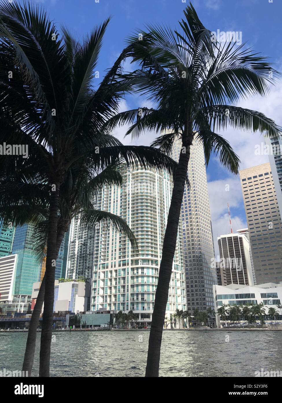 Palm trees and high rises Stock Photo