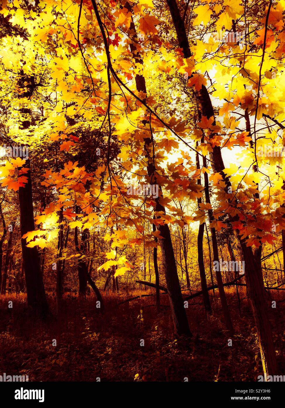 Autumn, Thatcher Woods, Cook County, Illinois. Stock Photo
