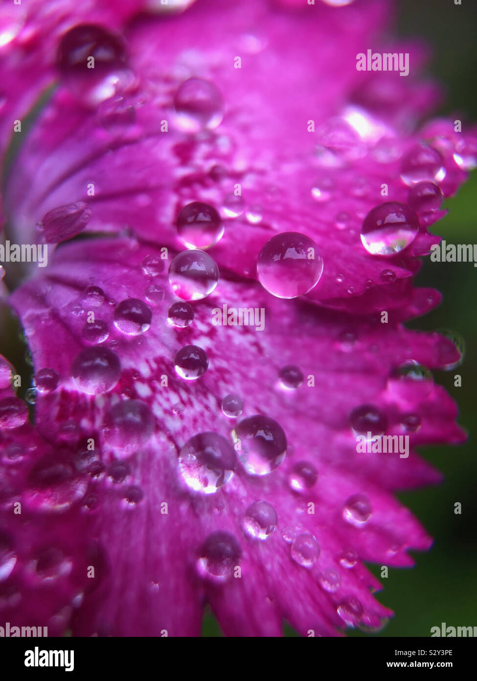 Up close of water droplets on purple flower Stock Photo