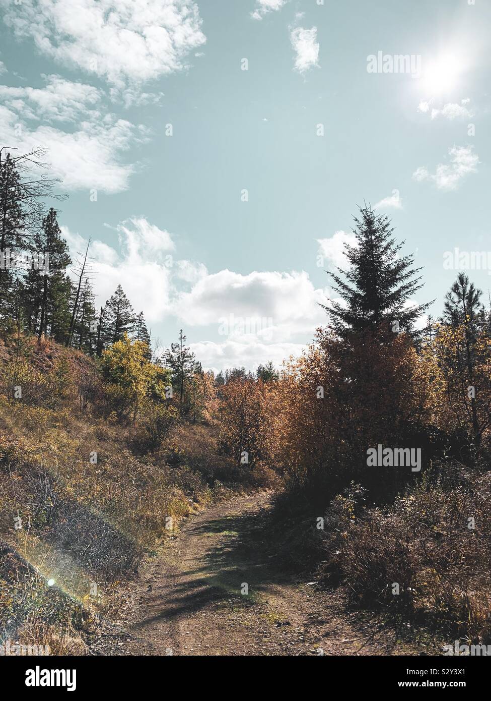 Tranquil autumn landscape with trail in a forest on a sunny day. - Smartphone Captured Stock Image