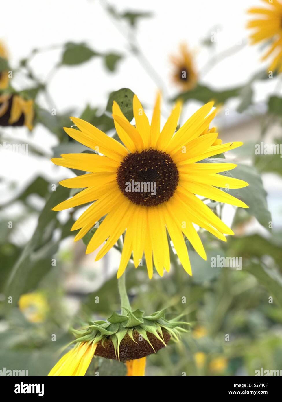 Sun Love 🌻 Stock Photo - Alamy