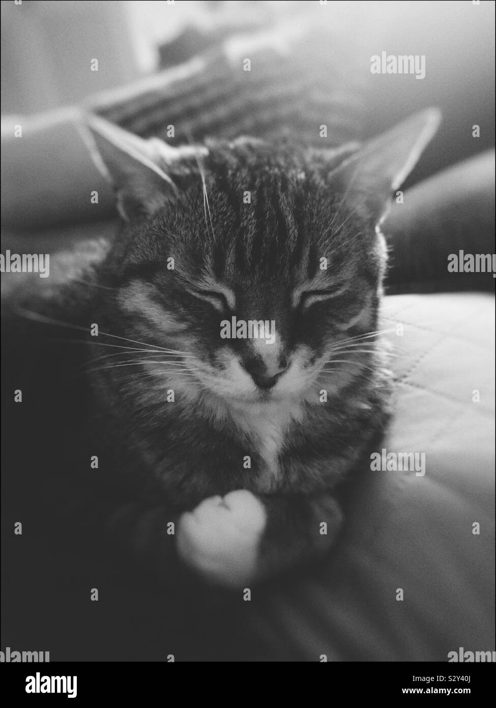 Sleeping cat on bed. Black and white photo Stock Photo - Alamy
