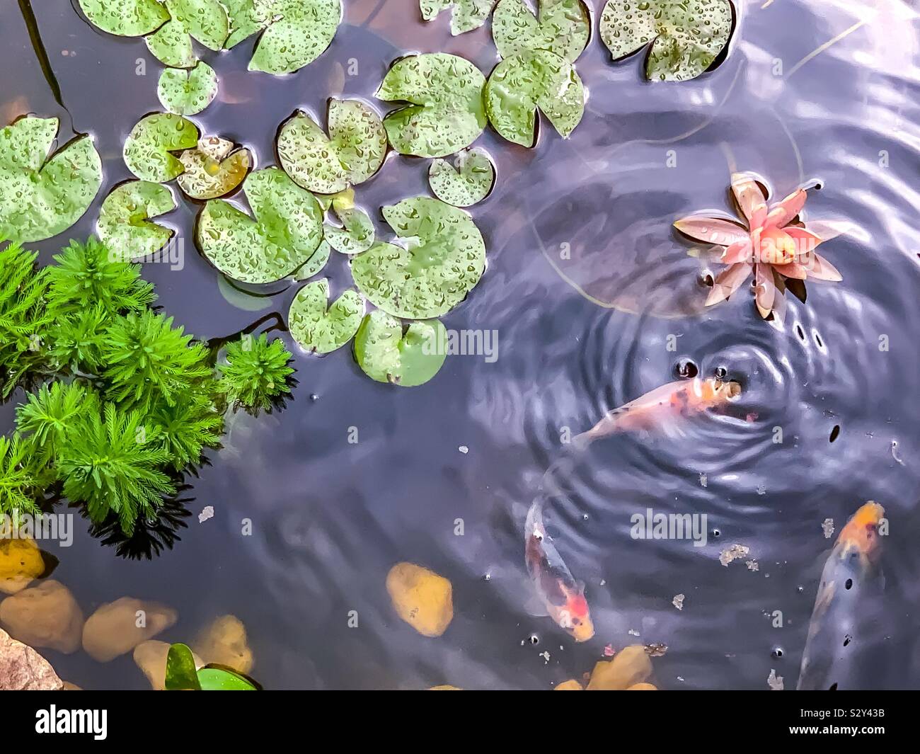 Fish feeding in pond with lily pads and water lily Stock Photo Alamy