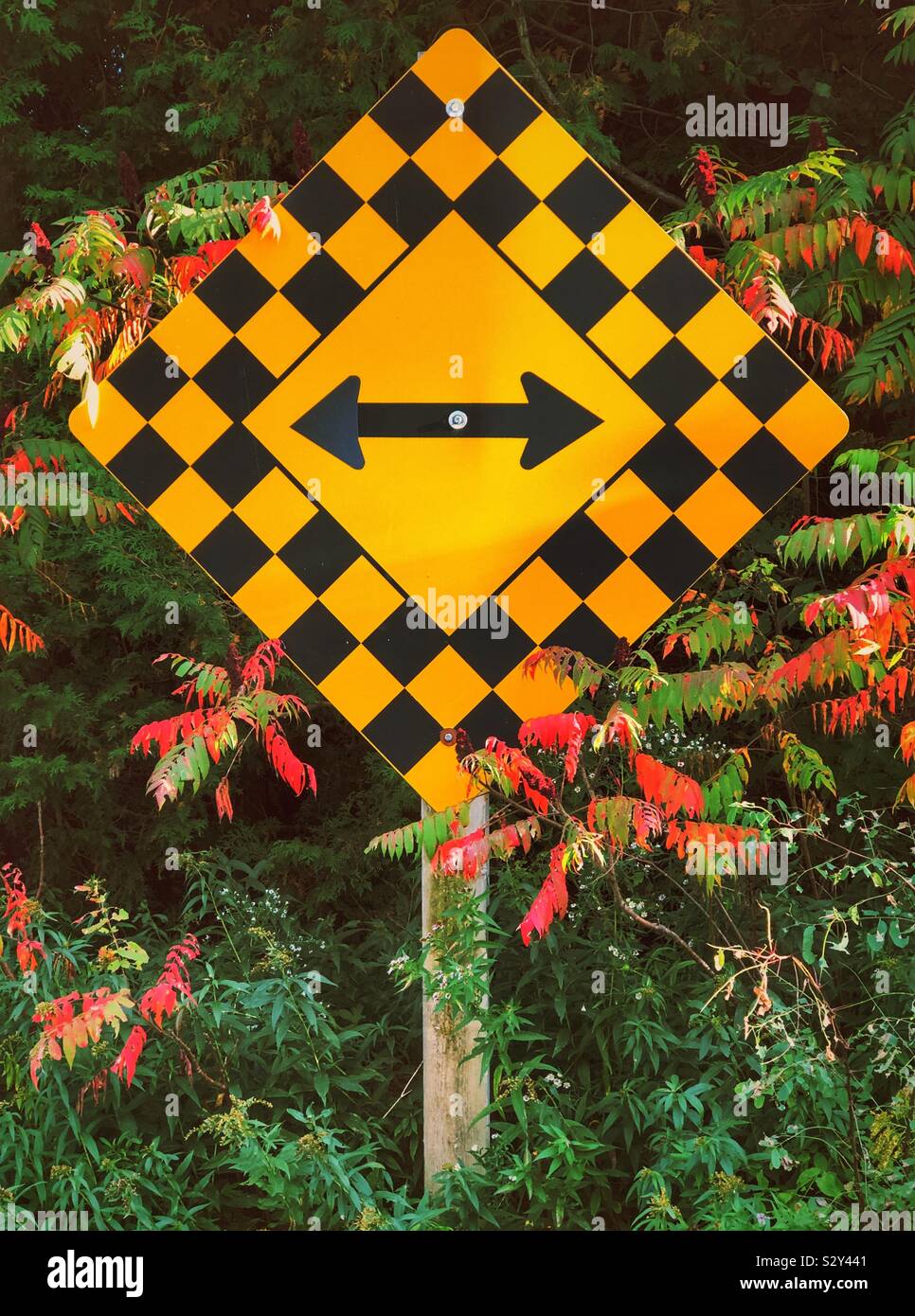 Go left or right sign in nature at end of road - Smartphone Captured Stock Image