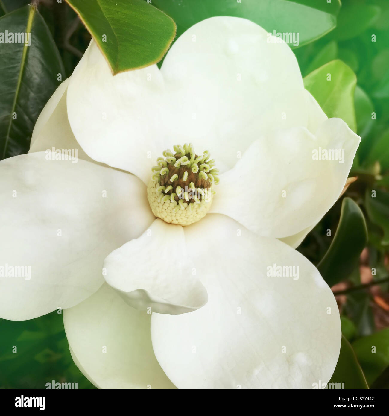 A southern magnolia tree with a close up of a flower in bloom. The cone like cluster shows the carpel and its unique curls. Stock Photo