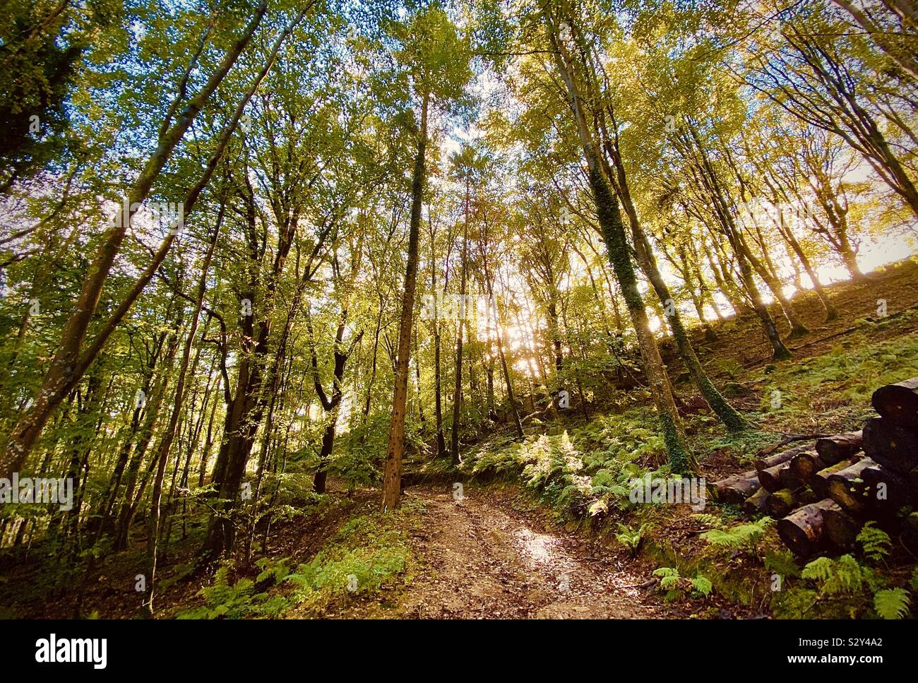 Morning sunshine across an autumnal woodland Stock Photo