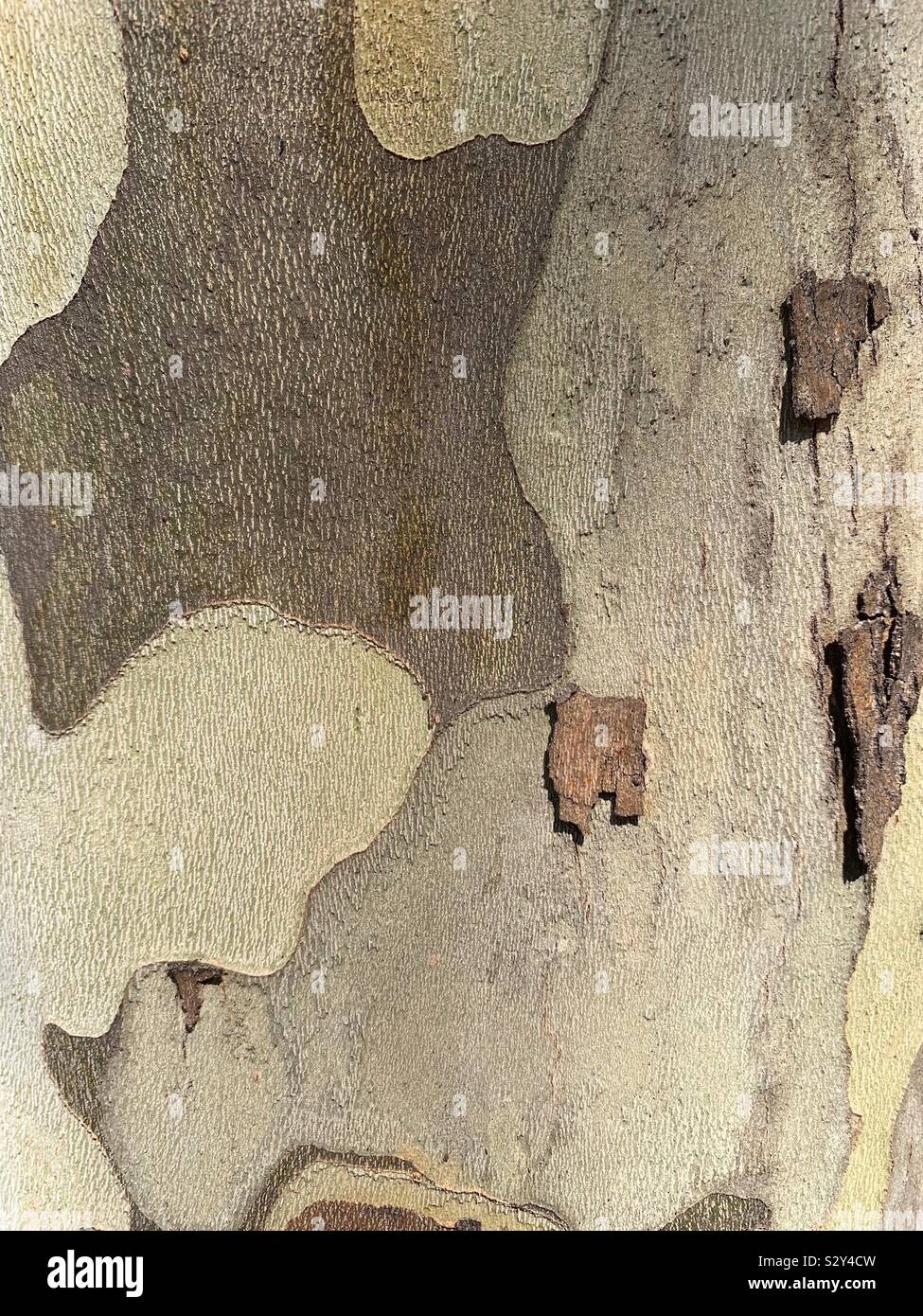 Sycamore tree bark, natural camouflage pattern Stock Photo Alamy