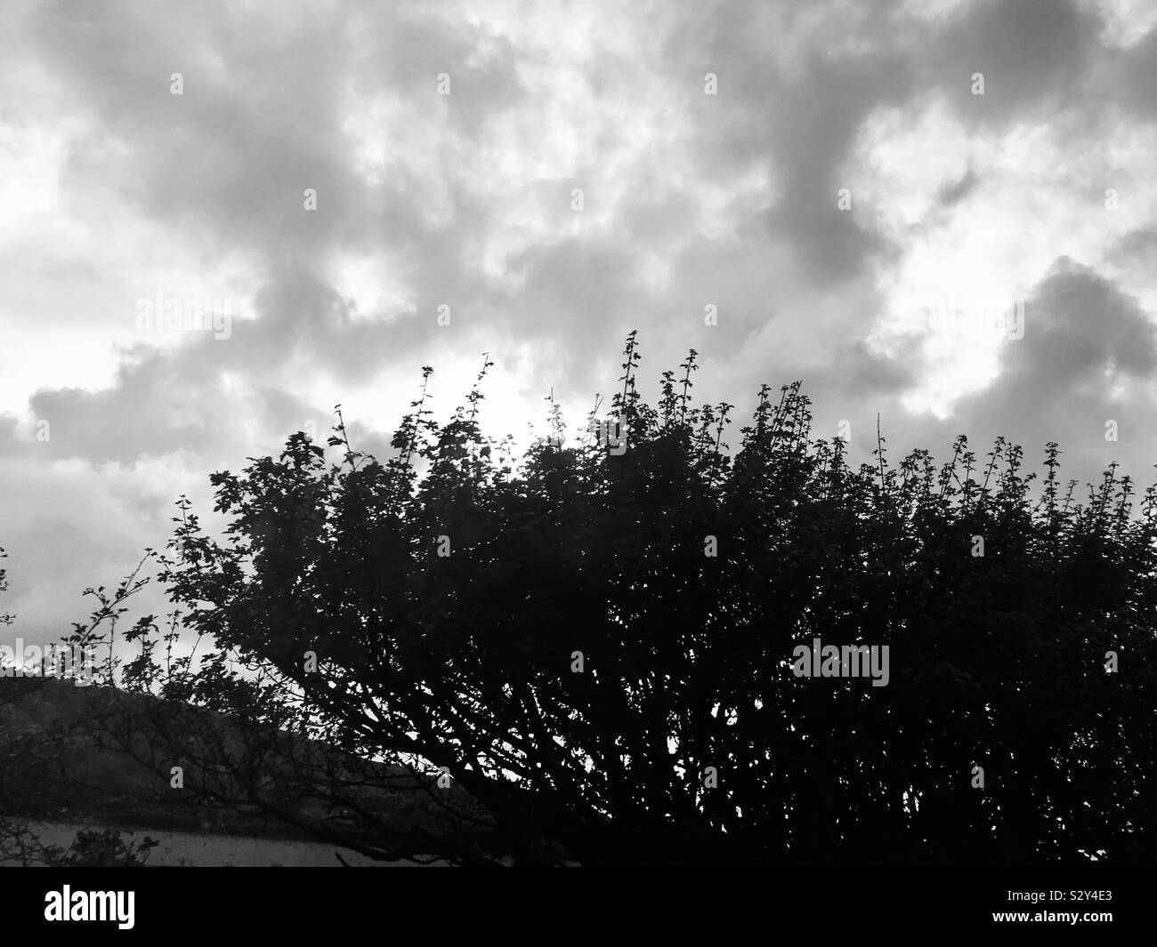 Black silhouettes leaves trees hi-res stock photography and images - Alamy