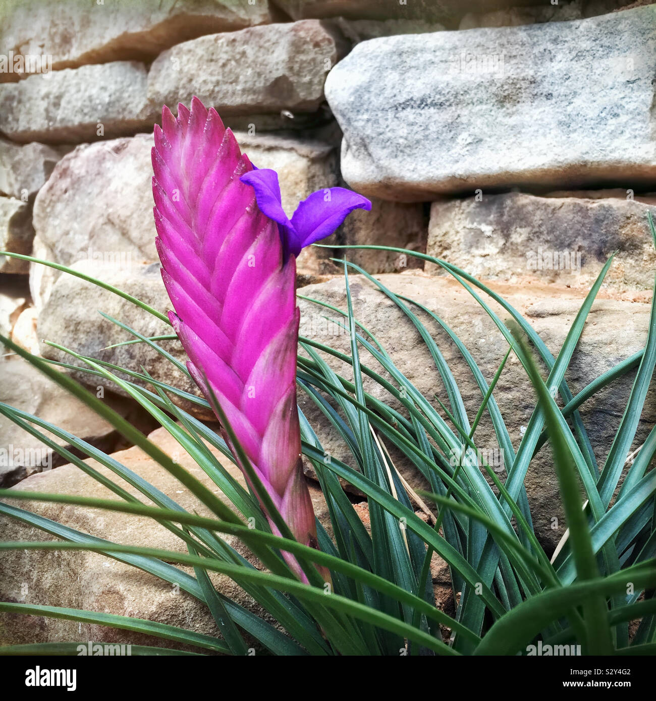 Pink Quill flower is a tropical plant and is in the bromeliad family. The pink area is the spike where violet colored blossoms bloom. Focus on flower spike in the foreground. Stock Photo