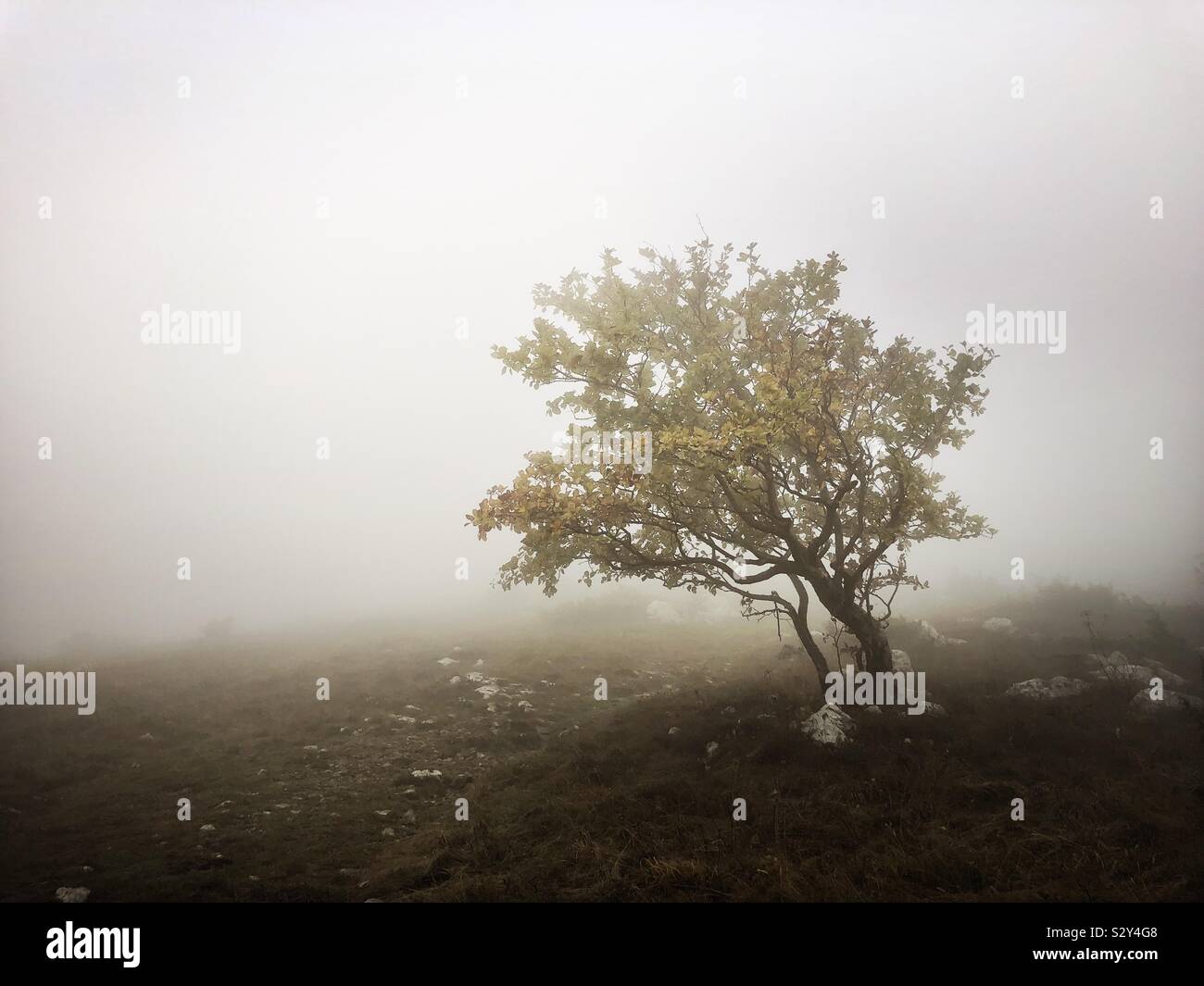 Lone tree in mist - Smartphone Captured Stock Image