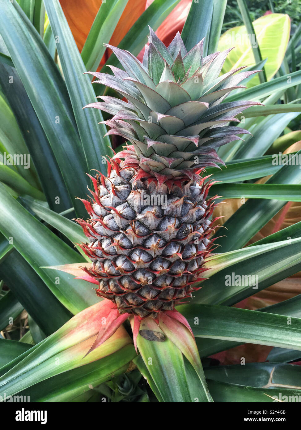 A small pineapple is growing inside a leafy plant. Pineapples grow from the ground up and within the plant. The sword like leaves can get up to 5 feet tall. Stock Photo