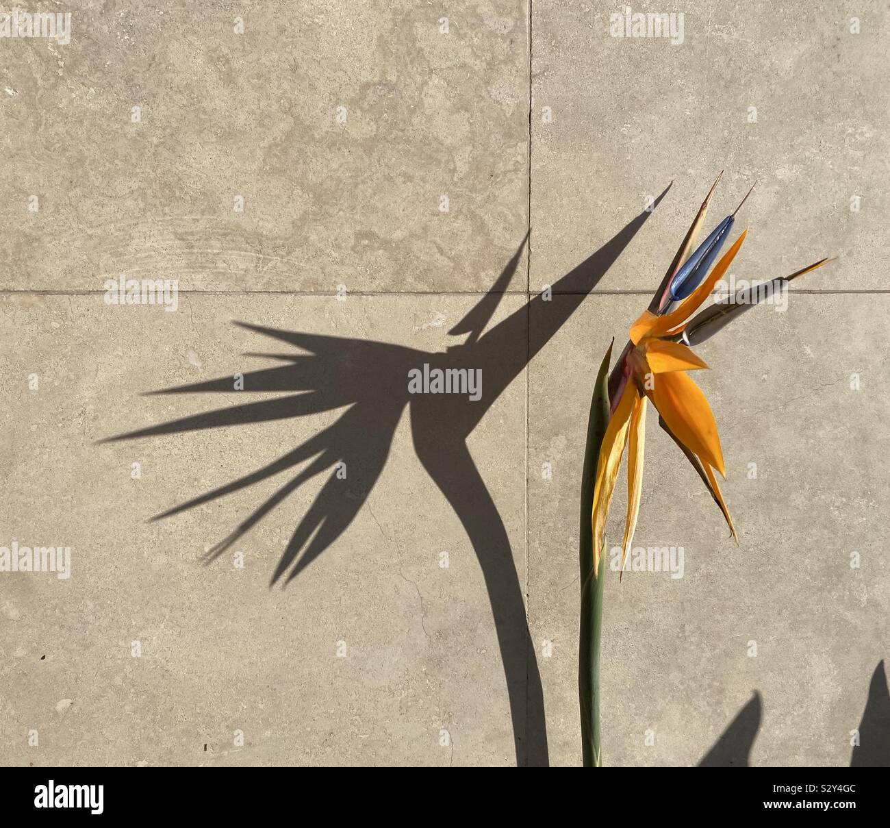 Bird of paradise bloom and it’s very large shadow on outdoor tiled floor - Smartphone Captured Stock Image