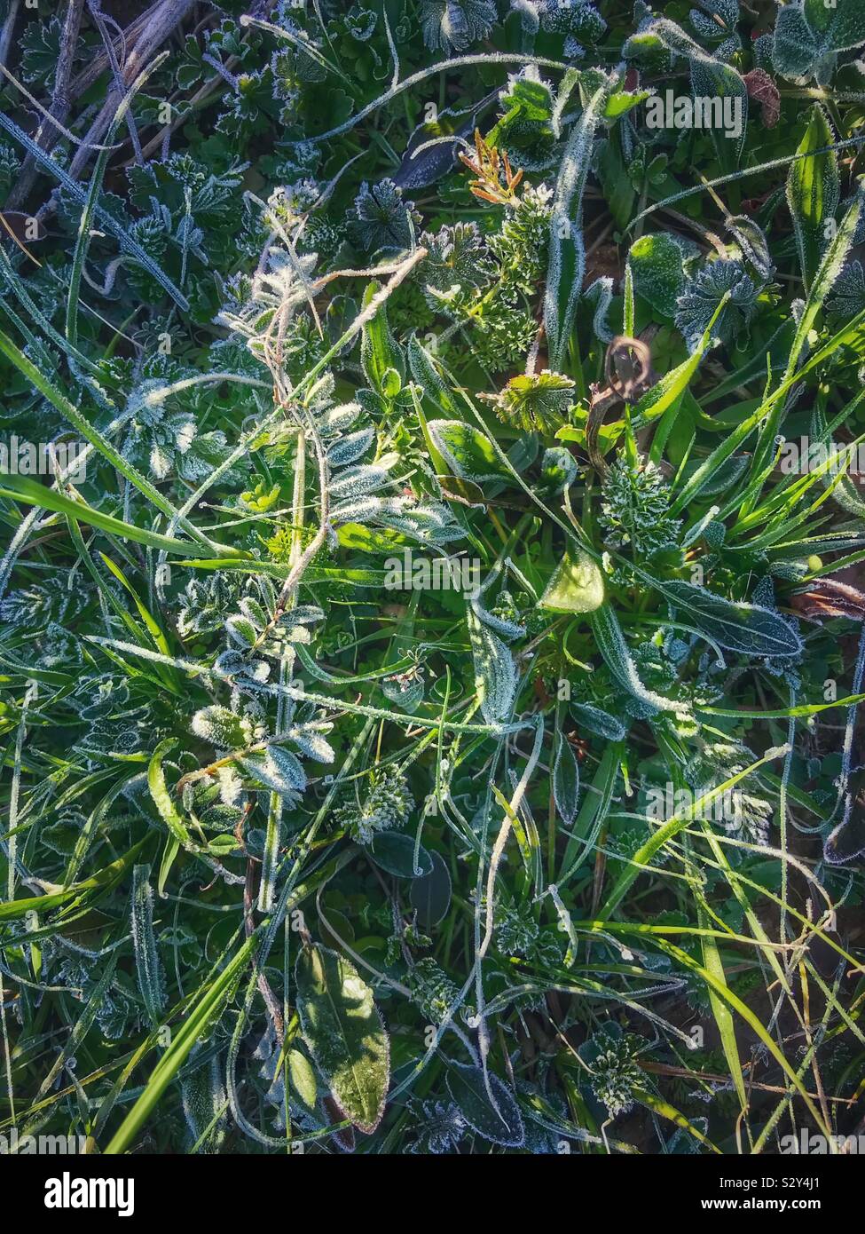 Frost covered Sweet Pea vine over grass - Smartphone Captured Stock Image