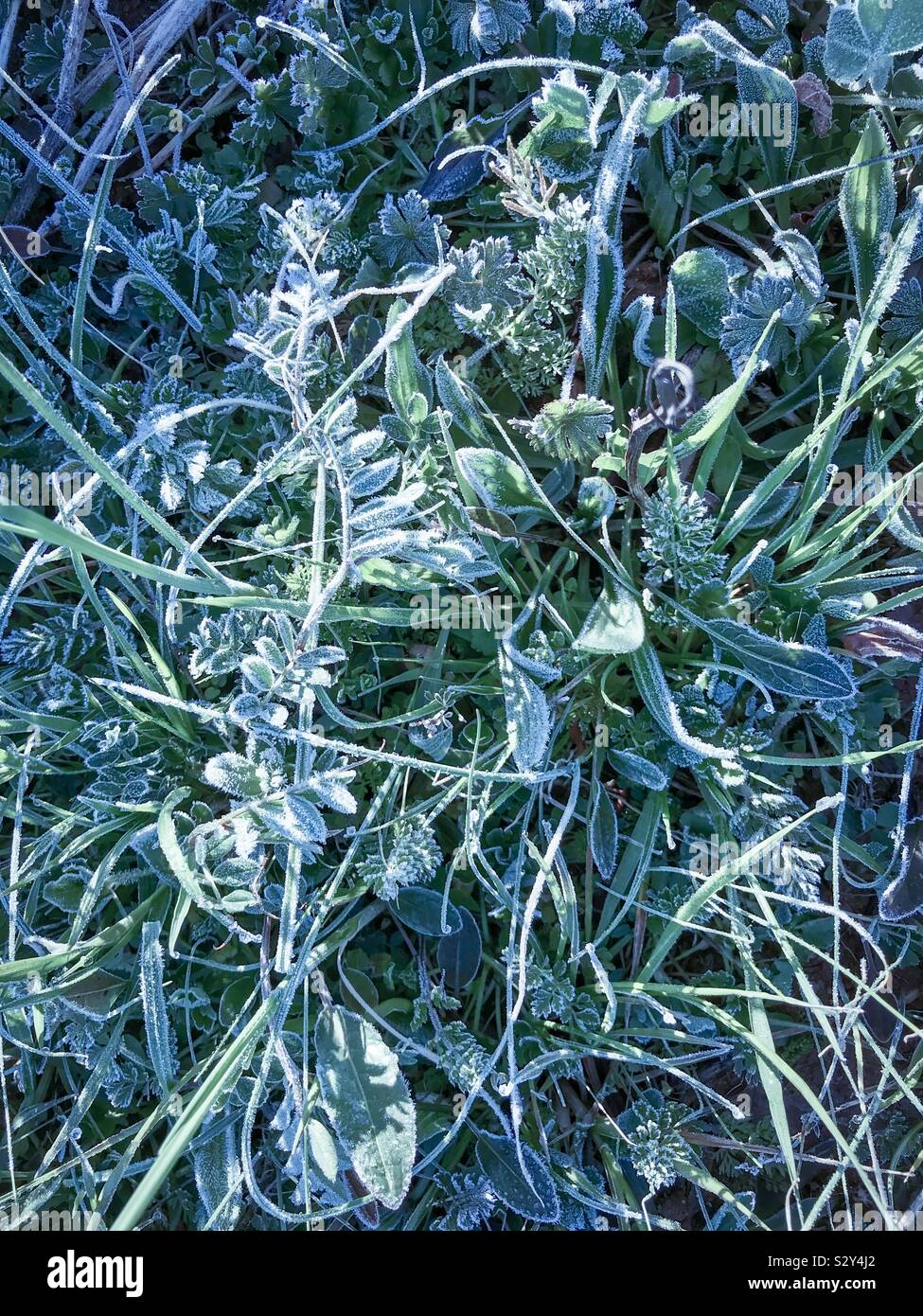 Sweet Pea vine over grass with frost - Smartphone Captured Stock Image