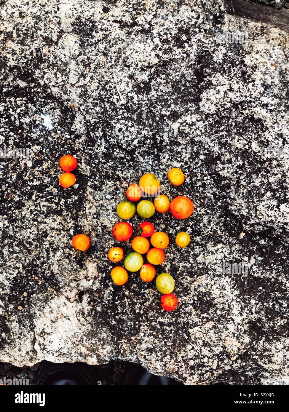 Last tiny tomatoes - Smartphone Captured Stock Image