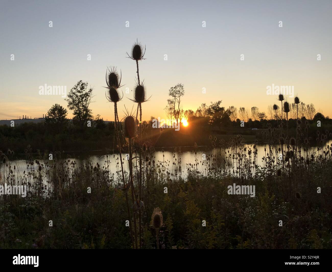 Dry thistle by a lake with the sun setting. - Smartphone Captured Stock Image