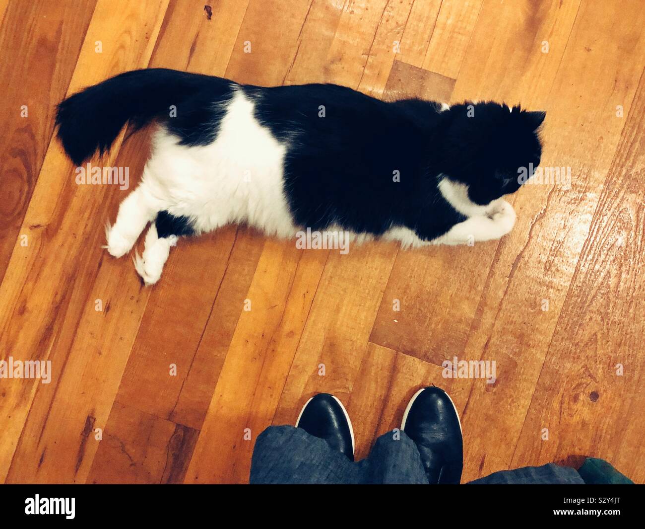 Cat and it’s owner - Smartphone Captured Stock Image