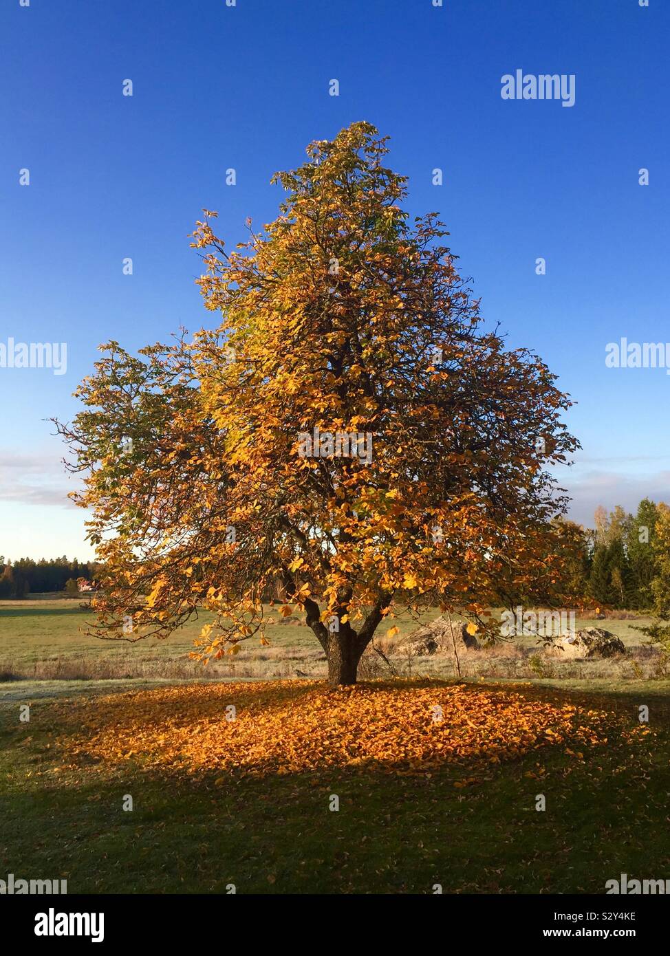 Chestnut tree in autumn colors.  Aesculus hippocastanum. September 2019, Arboga, Sweden. - Smartphone Captured Stock Image