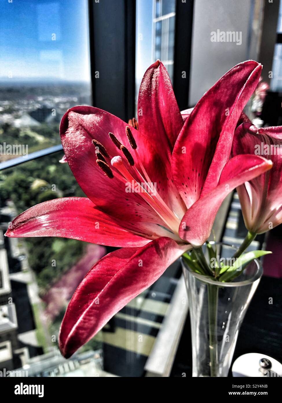 Hibiscus in vase Stock Photo Alamy