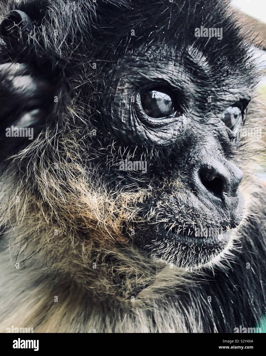 Closeup portrait of spider monkey face looking to the side - Smartphone Captured Stock Image