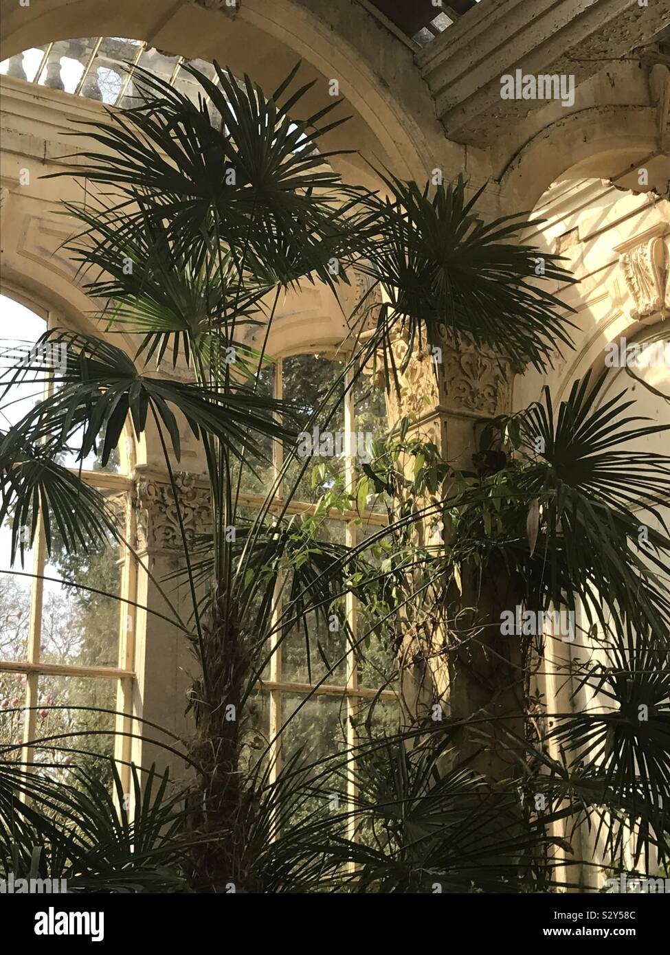 Orangery Plants Hi res Stock Photography And Images Alamy orangery-plants-hi-res-stock-photography-and-images-alamy