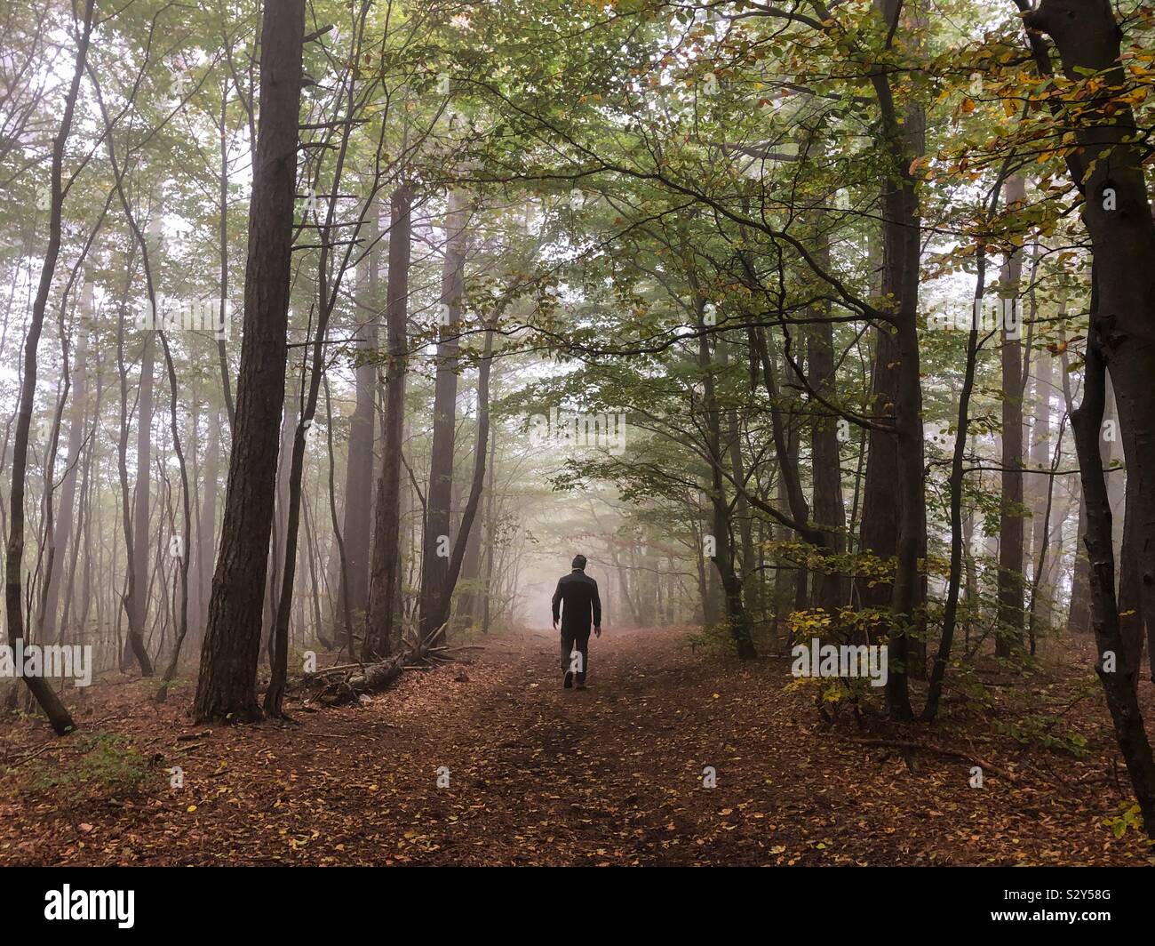Man walking in forest fog trees hi-res stock photography and images - Alamy