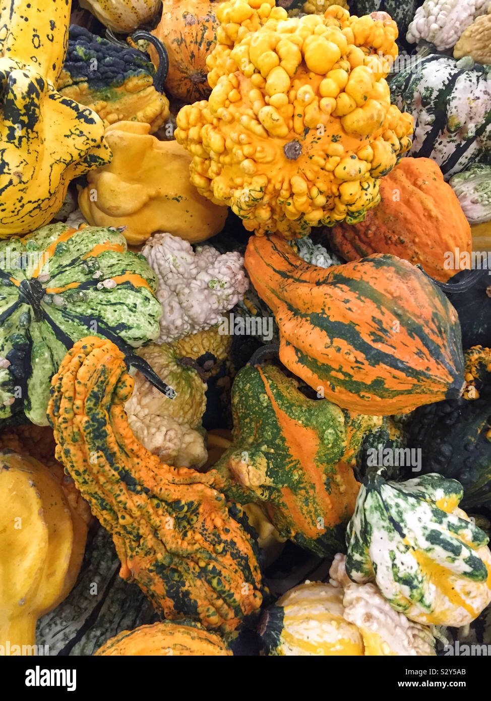 Top view of ornamental gourds which are large fruits with a hard