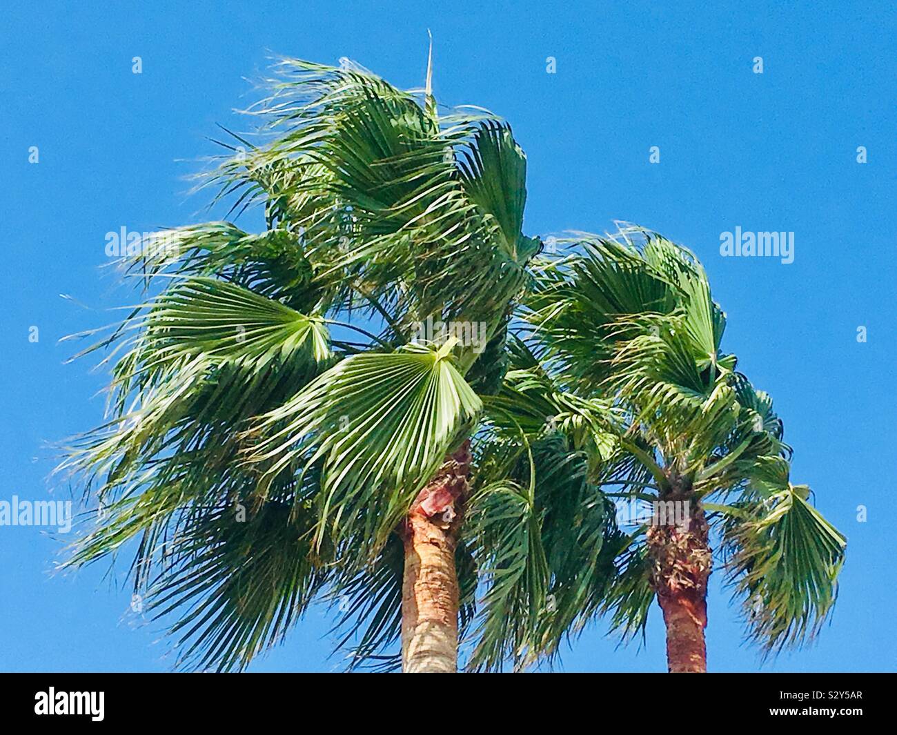 Palms trees, Costa de la Luz, Spain. - Smartphone Captured Stock Image Palms trees, Costa de la Luz, Spain. - Smartphone Captured Stock Image