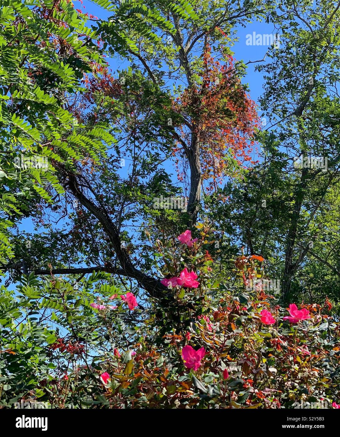 Flowers and trees in early autumn, Cape Cod, Massachusetts, United