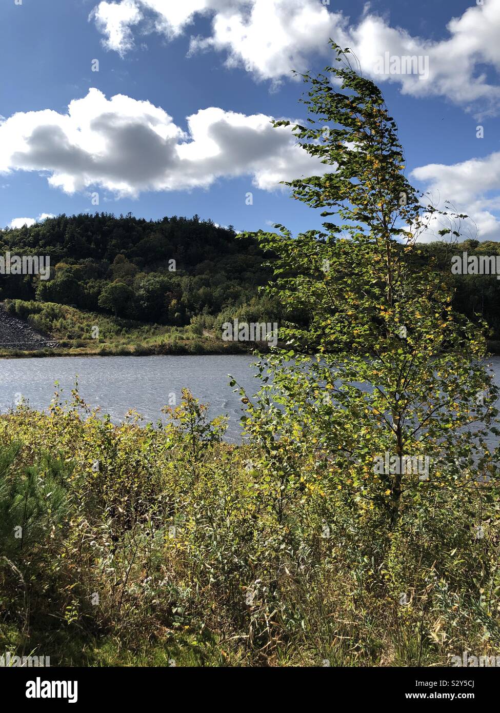 Small tree blowing in the wind at the lake - Smartphone Captured Stock Image