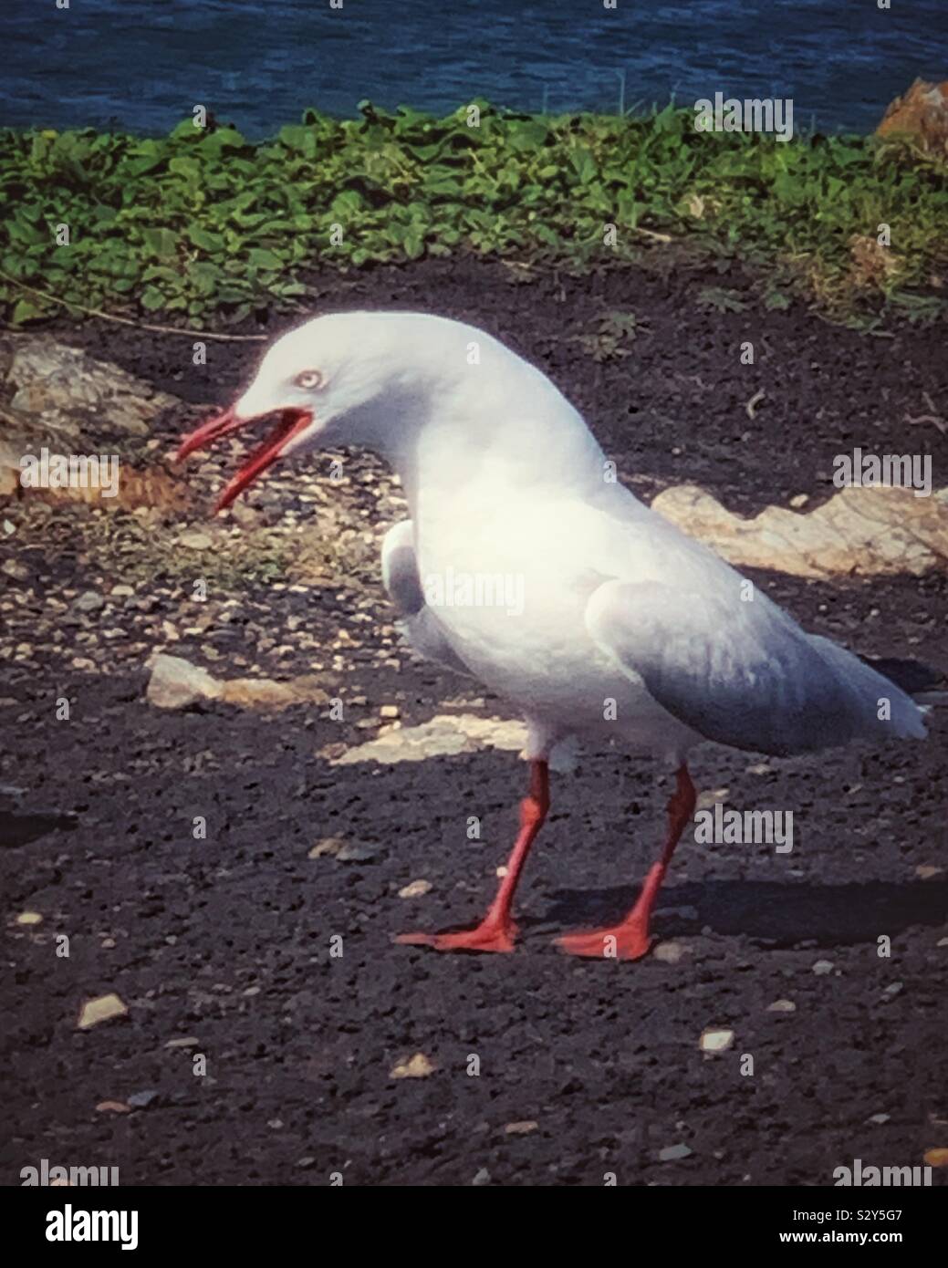 Angry seagull attitude, screaming - Smartphone Captured Stock Image