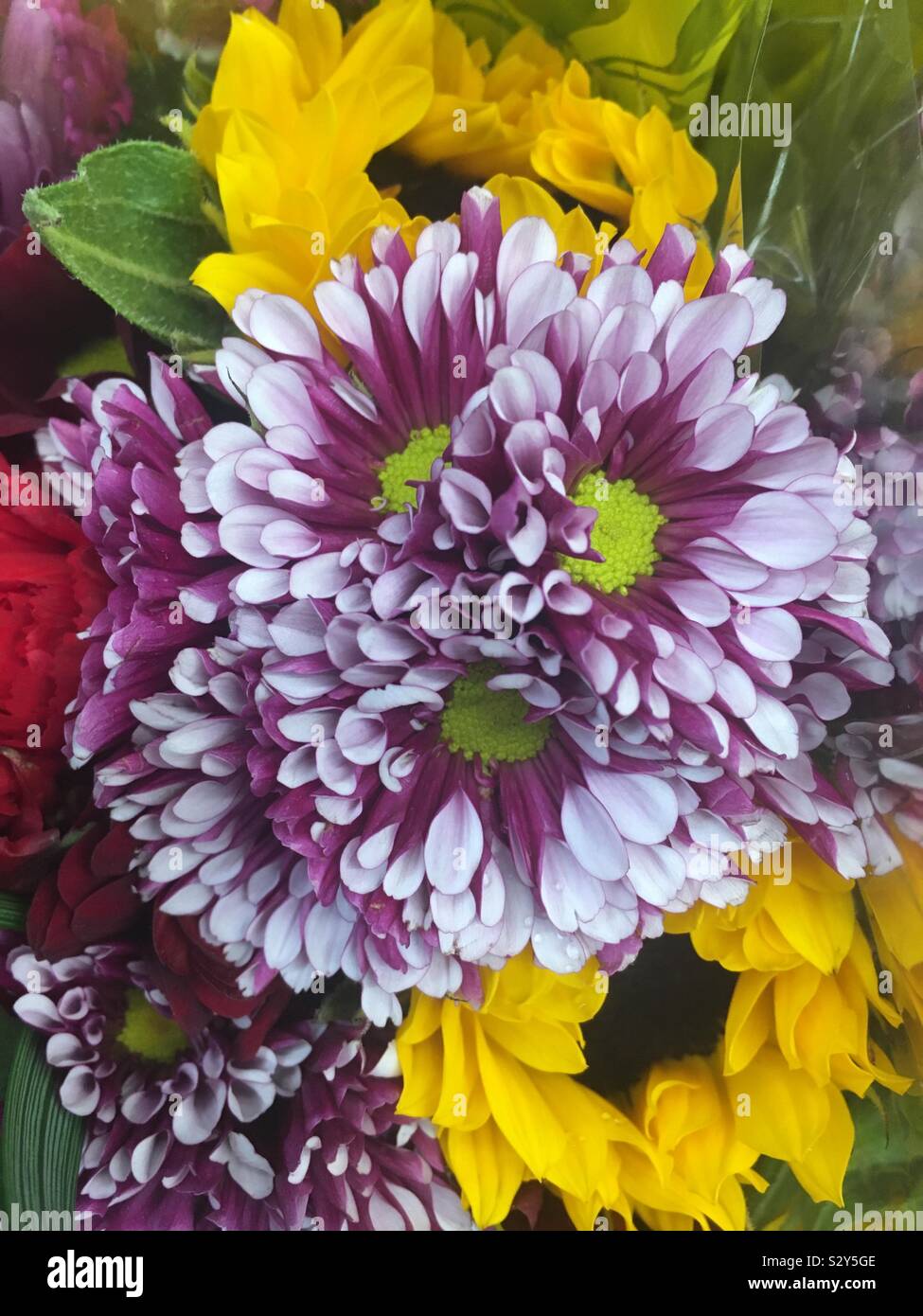 Multiple flowers Stock Photo