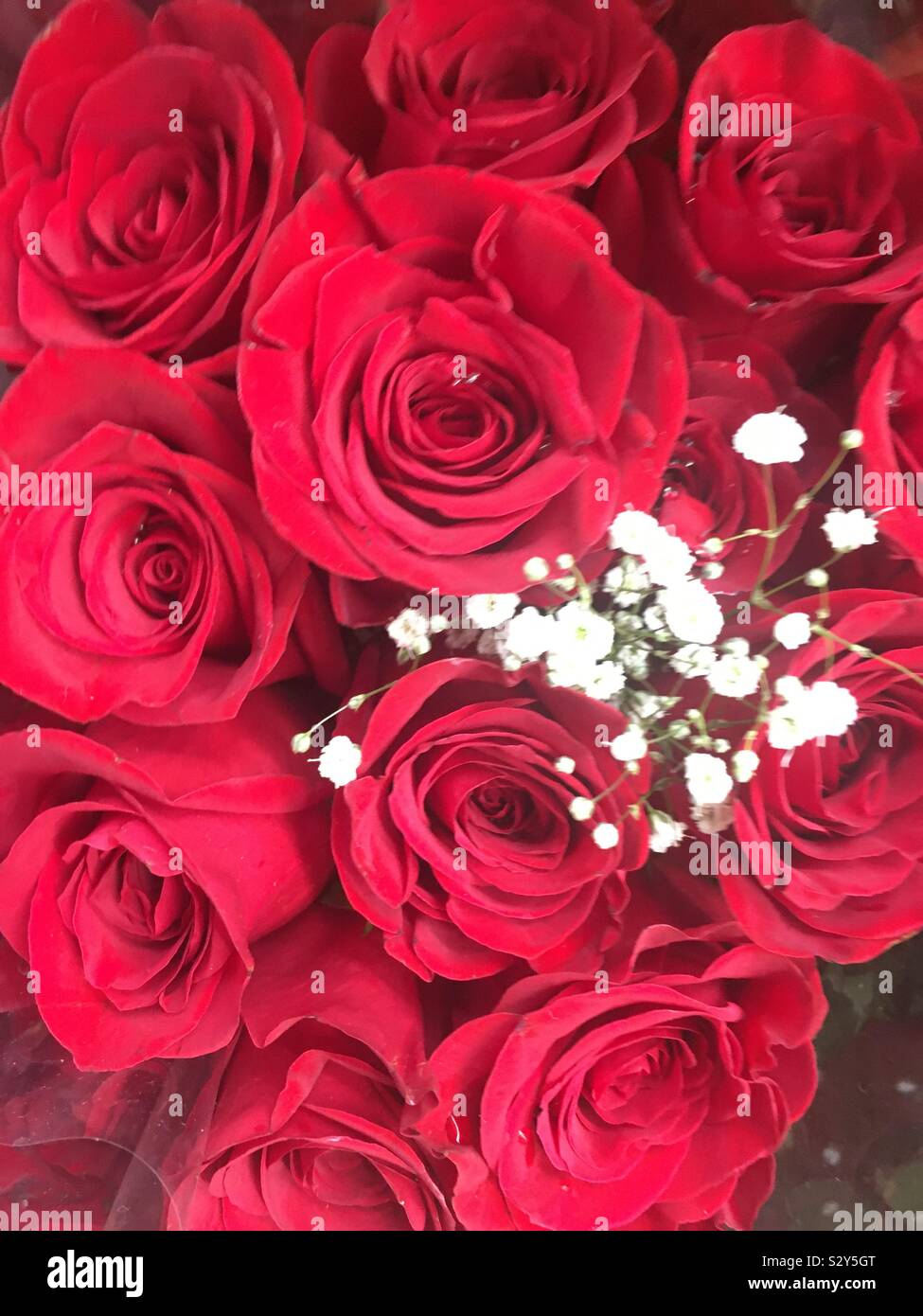 Red roses and baby breath Stock Photo - Alamy