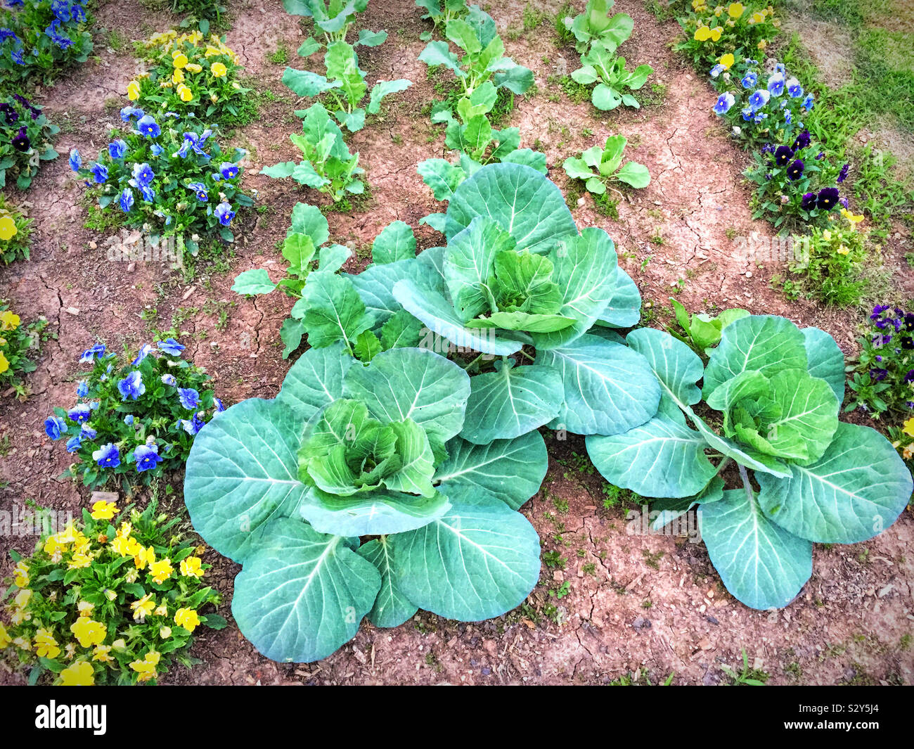 Agricultural field in its natural condition with vegetables such as this cabbage growing in it. Surrounding pansy flowers add color to an all green garden. Stock Photo