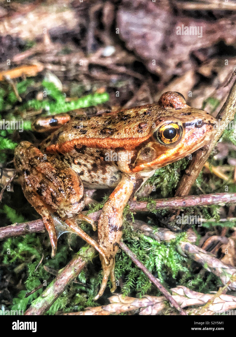 Detailed close up of colourful Oregon spotted frog on Canadian West coast rainforest floor. Stock Photo