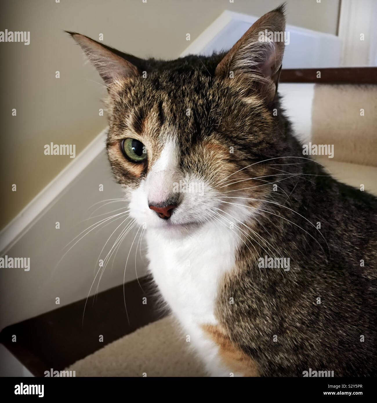 Cat with only one eye hi res stock photography and images Alamy