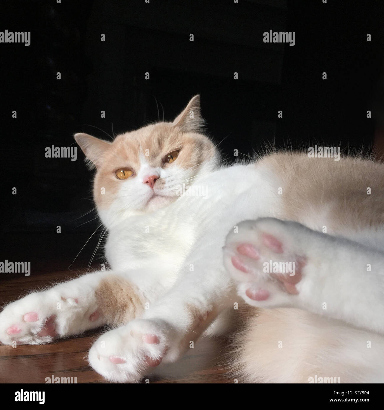 One male Exotic Shorthair domestic tabby cat. He is cream and white colored. They are also known as Shorthaired Persians. Stock Photo