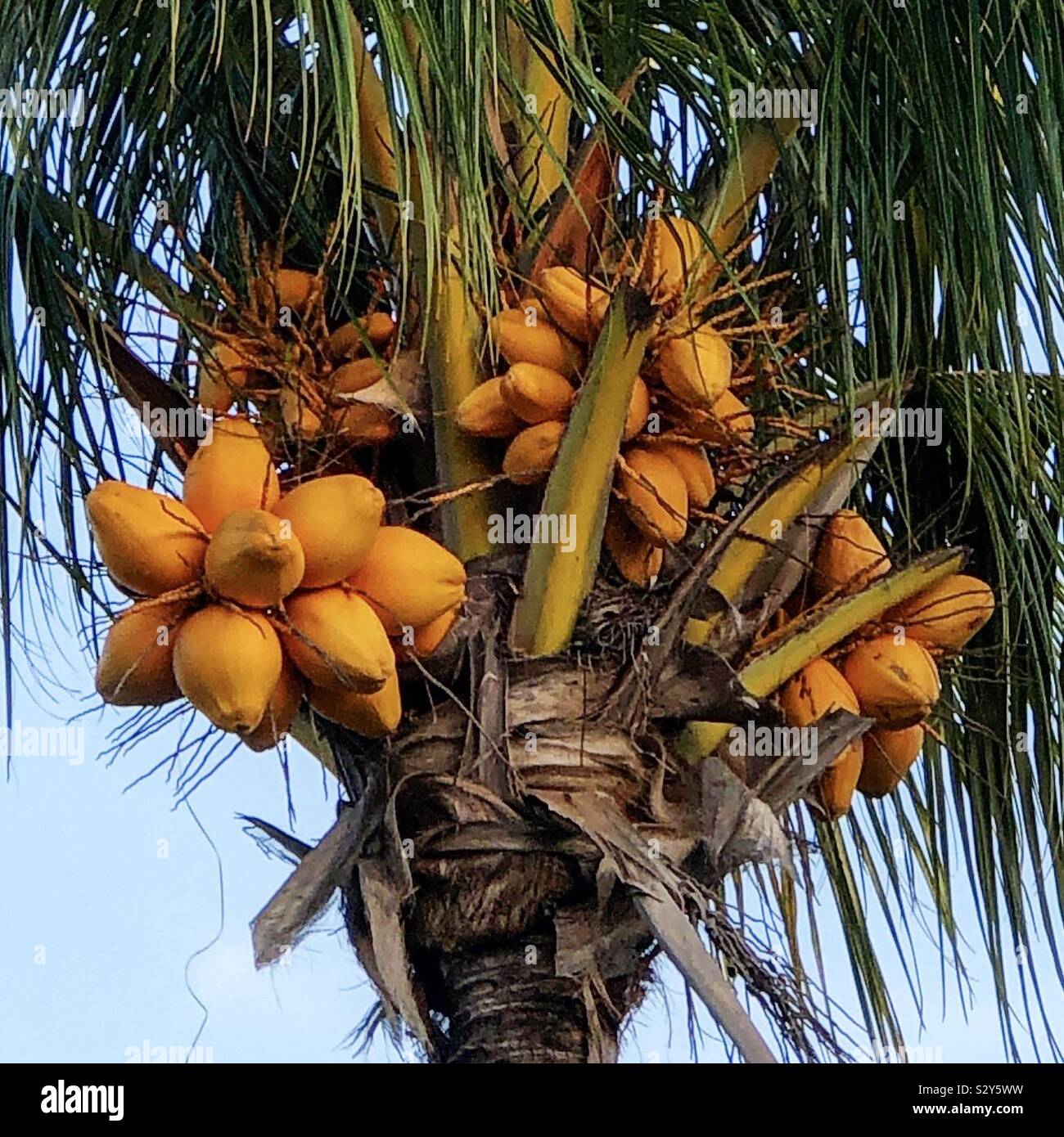 king coconut tree coconut tree top coconut palm tree Stock Photo