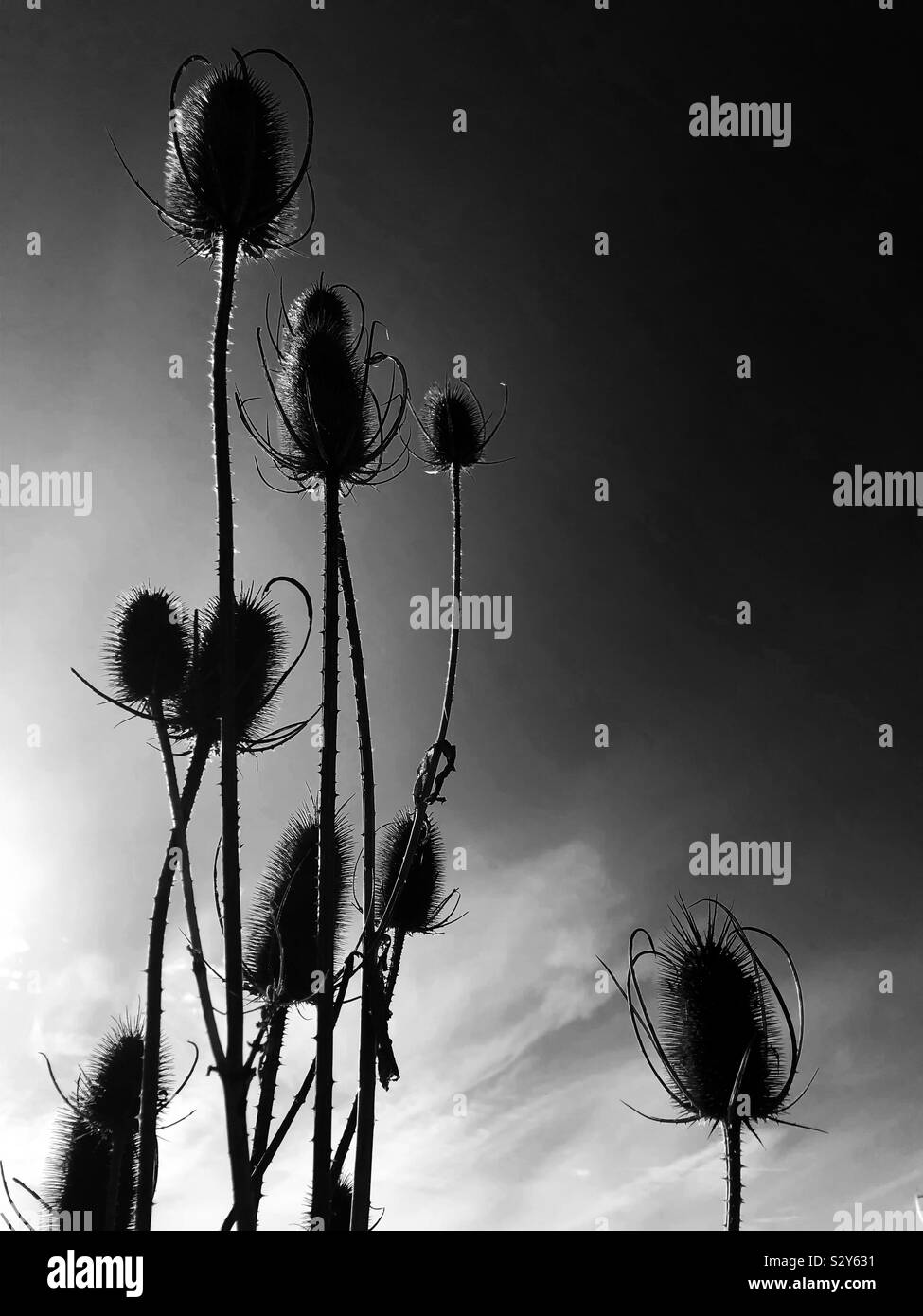 Seed head silhouetted against a bright sky - Smartphone Captured Stock Image