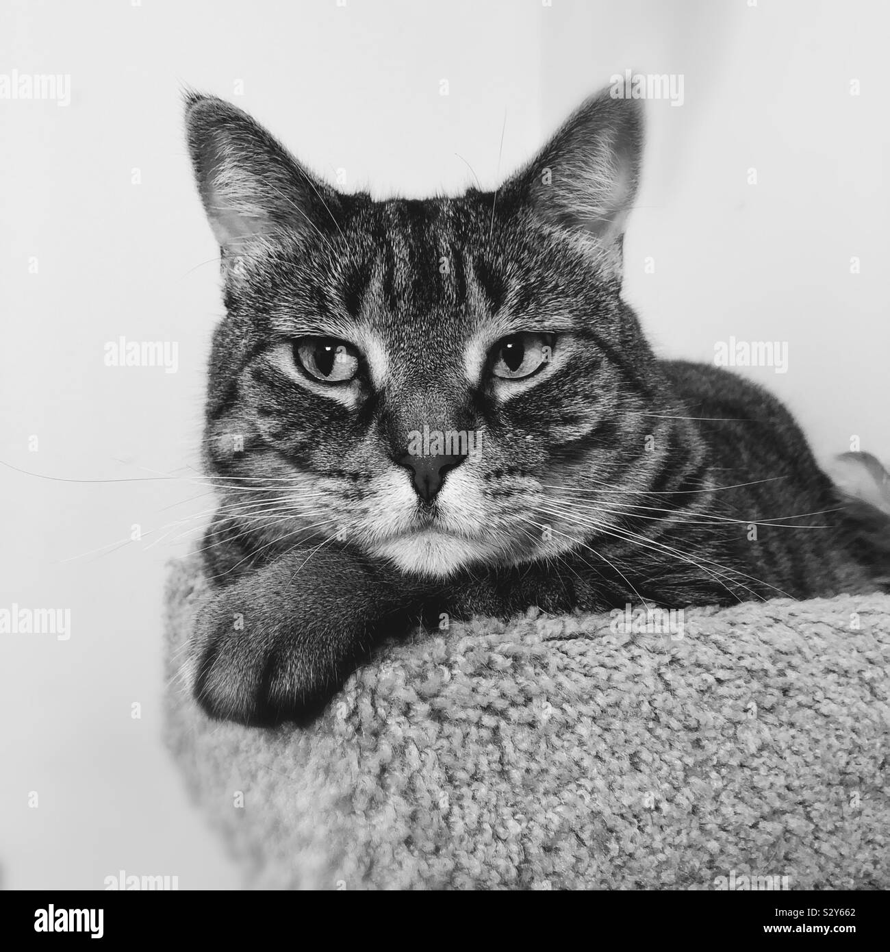Thinking tabby cat - Smartphone Captured Stock Image