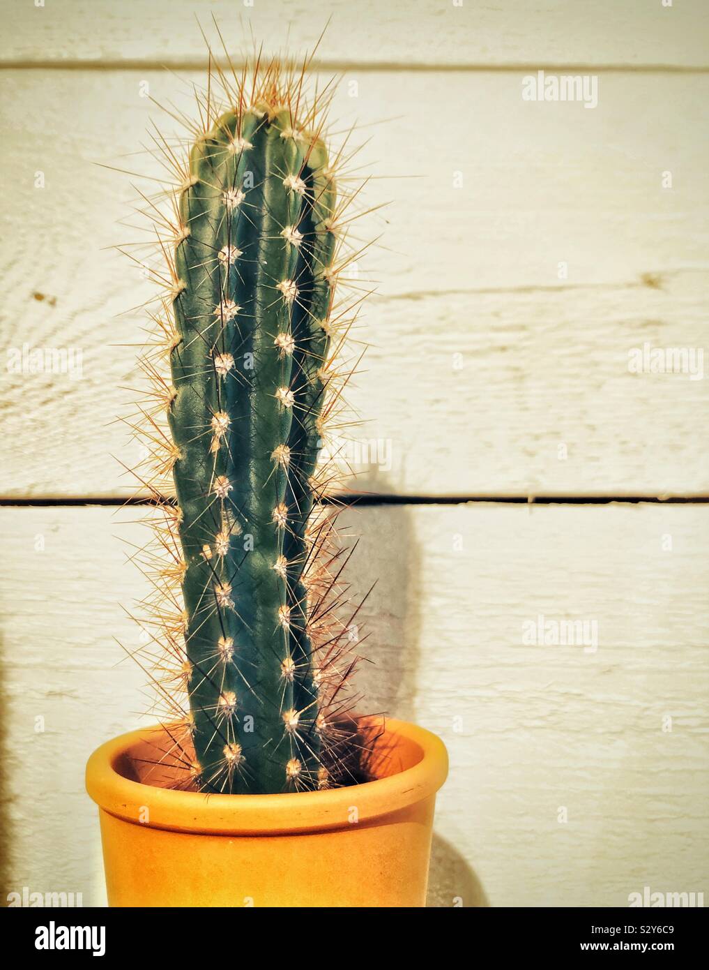 Cactus in a small pot with wooden background - Smartphone Captured Stock Image