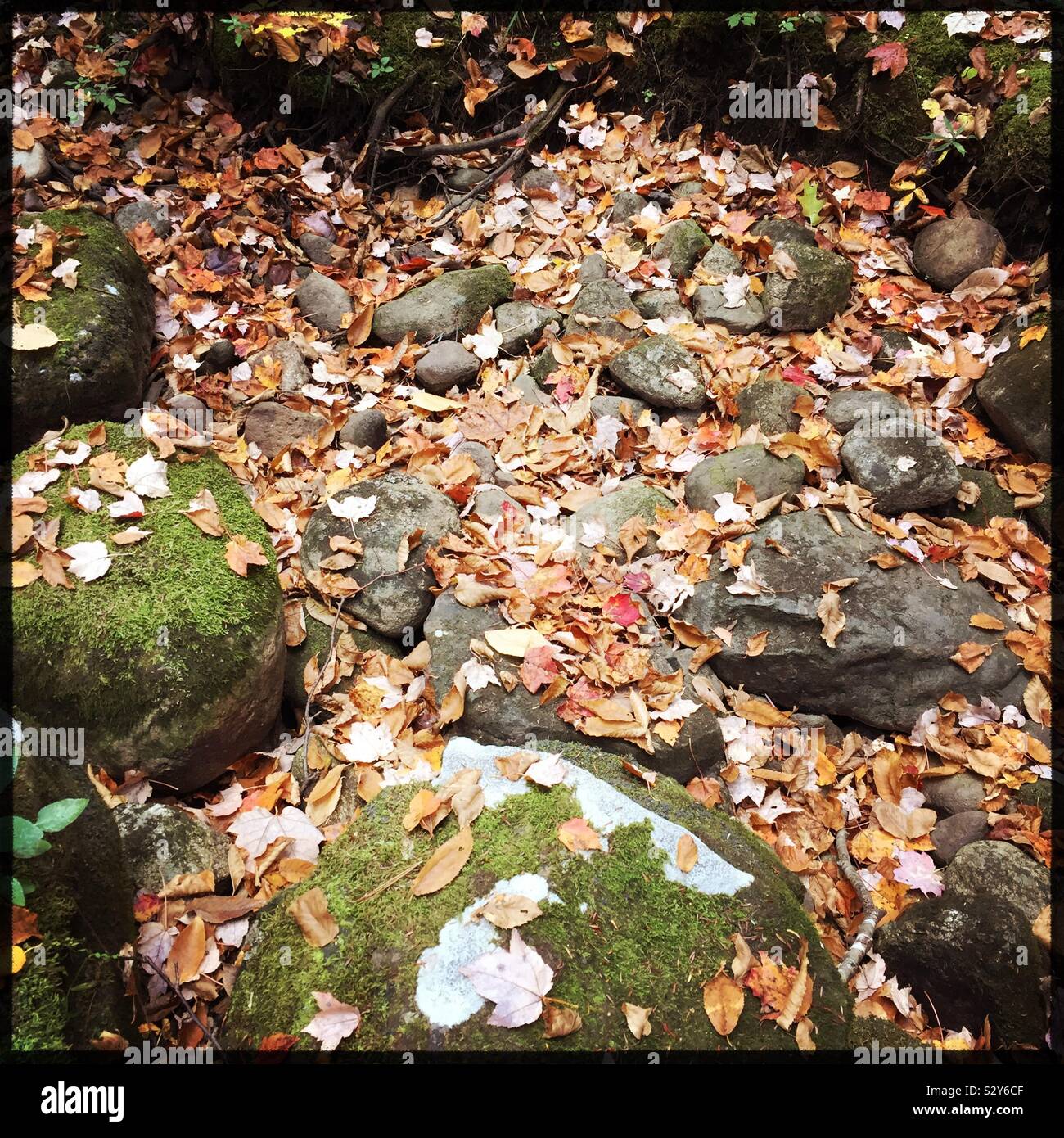 Autumn leaves fallen on rocks in a dry New England river bed Stock Photo
