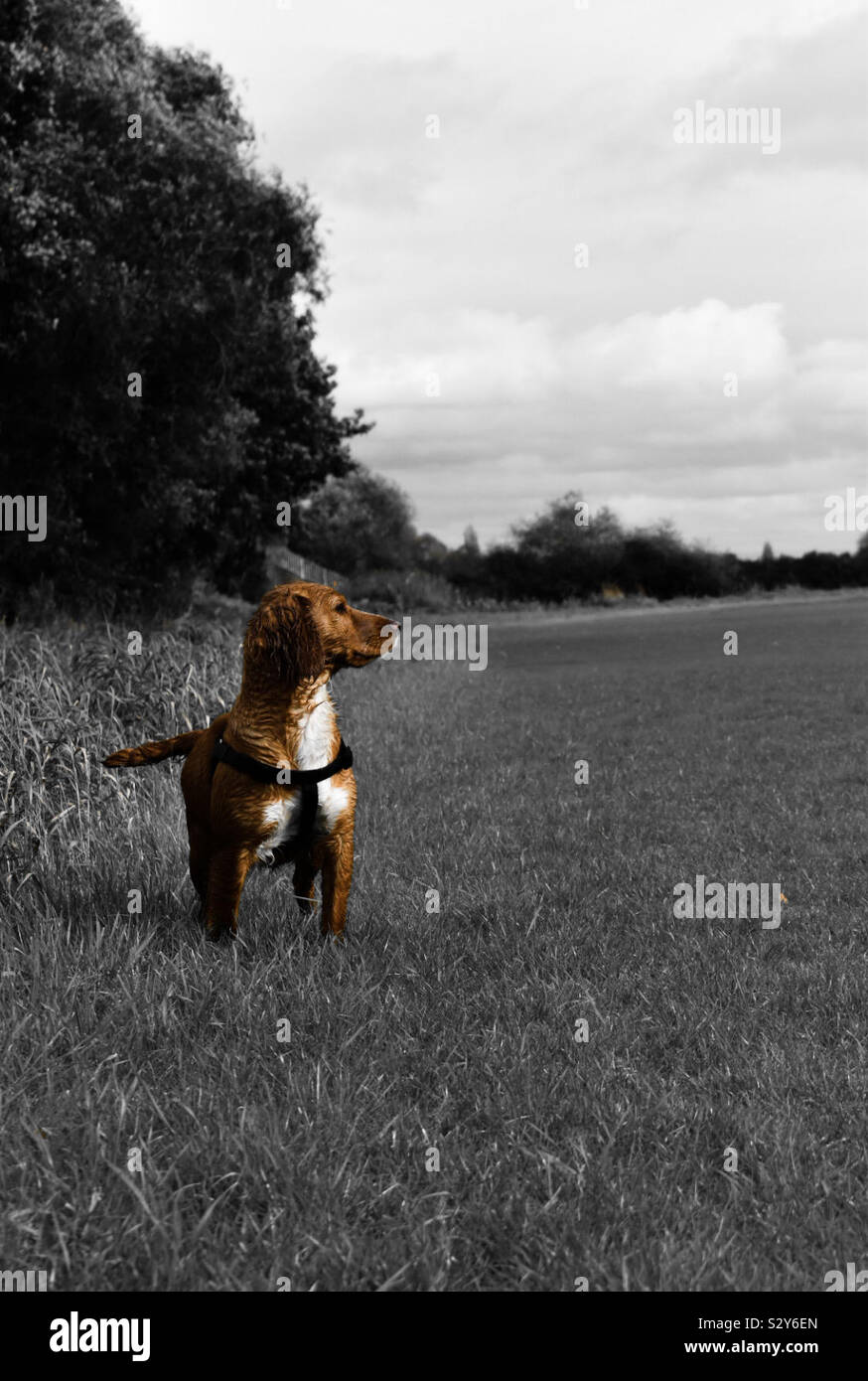 Black and white colour pop hi-res stock photography and images - Alamy