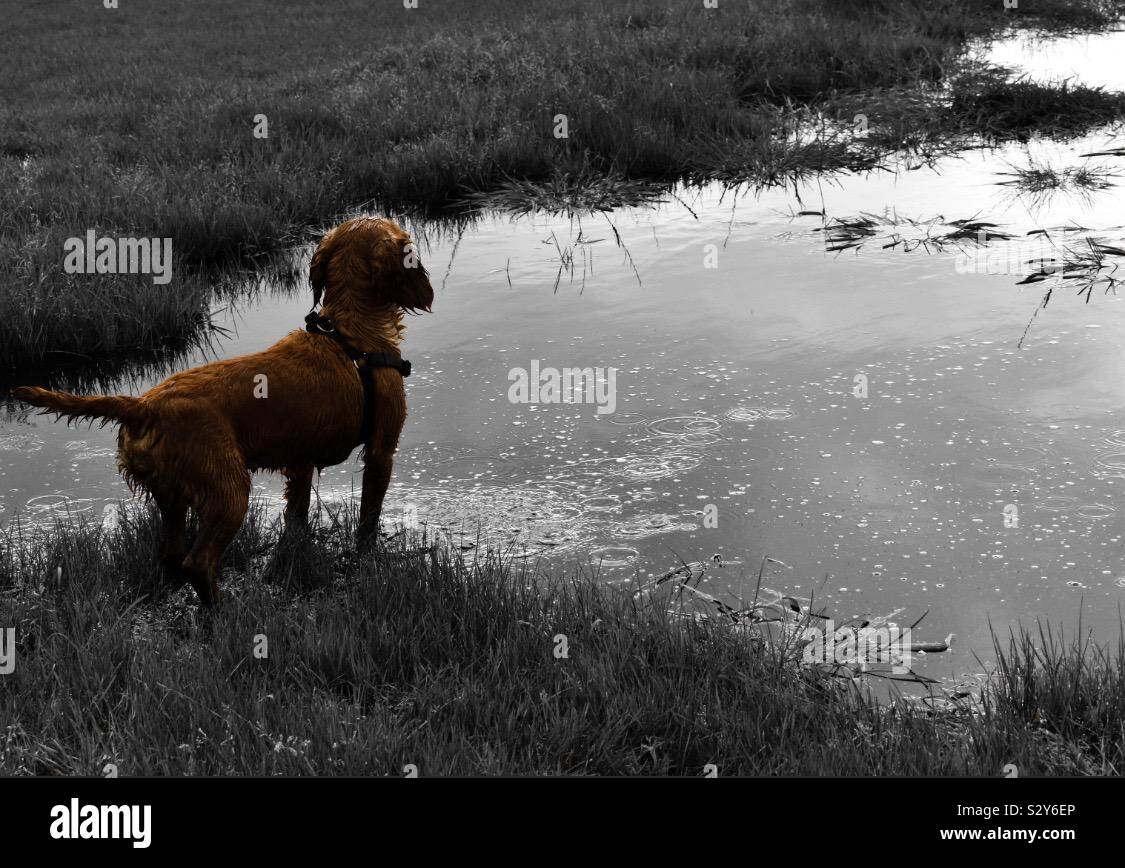 Dog and the pond > puddle Stock Photo